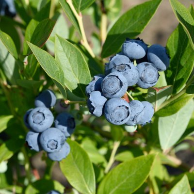 Vaccinium corymbosum Duke, Amerikansk Blåbär