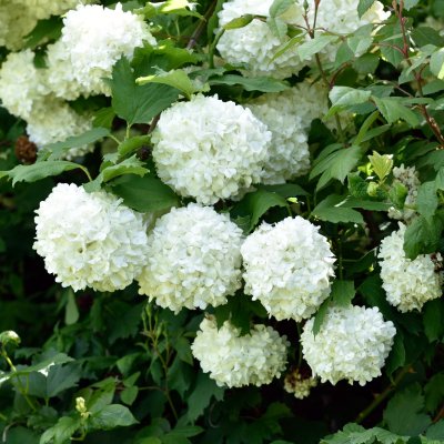 Viburnum opulus Roseum, Snöbollsbuske