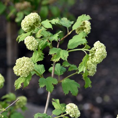 Viburnum opulus Roseum, Snöbollsbuske