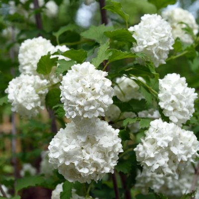 Viburnum opulus Roseum, Snöbollsbuske