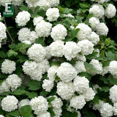 Viburnum opulus Strömsund E, Skogsolvon