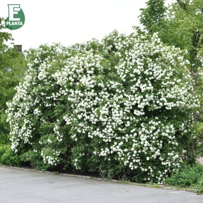 Viburnum opulus Strömsund E, Skogsolvon