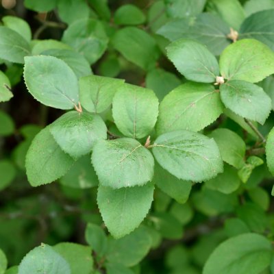 Viburnum carlcephalum
