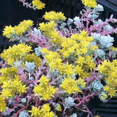Sedum spathulifolium Cape Blanco
