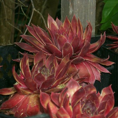 Sempervivum hybr. Red Chief, Taklök