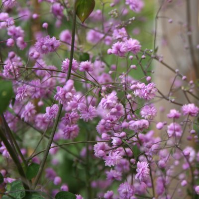 Thalictrum delavayi Hewitt´s Double, Violruta