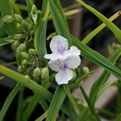 Tradescantia andersoniana Osprey, Tremastarblomma, P9cm