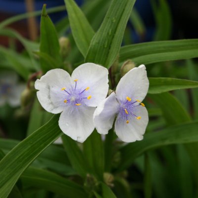 Tradescantia andersoniana Osprey, Tremastarblomma, P9cm