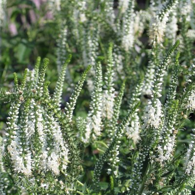 Veronica longifolia Schneeriesin, Strandveronika, P9cm