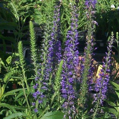 Veronica spicata