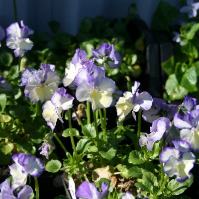 Viola pubescens Rebecca Cawthorne ®, Viol