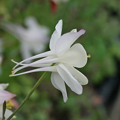 Aquilegia x cultorum Kristall