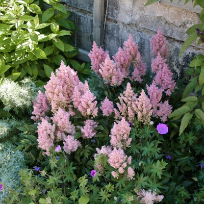 Astilbe arendsii Look at Me ®