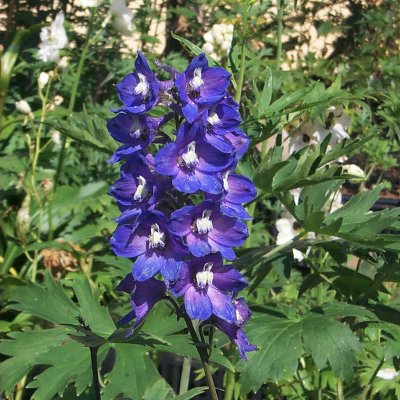 Delphinium elatum Pacific King Arthur, Praktriddarsporre, P9cm