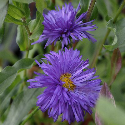 Erigeron speciosus Azurfee