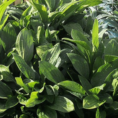 Hosta sieboldii Snow Flakes, Spädfunkia, P9cm