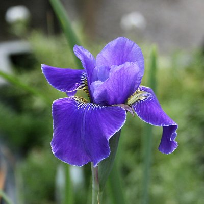 Iris sibirica Silver Edge, Rabattiris