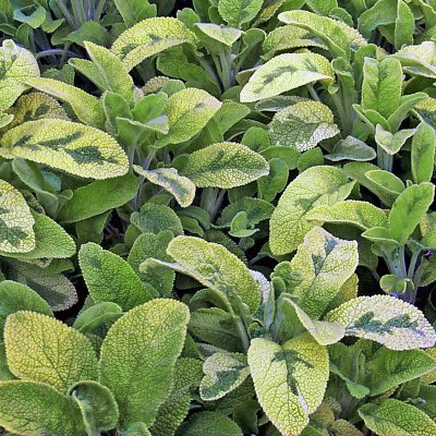 Salvia officinalis Icterina, Kryddsalvia