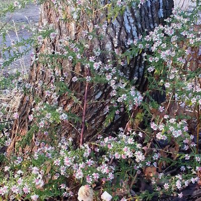 Symphyotrichum (Aster) lateriflorum Horizontale