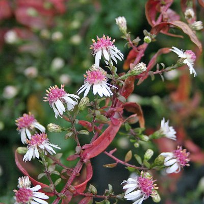 Symphyotrichum (Aster) lateriflorum Horizontale