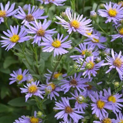 Aster amellus Axel Tallner, Brittsommaraster