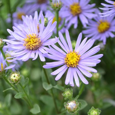 Aster amellus Axel Tallner, Brittsommaraster