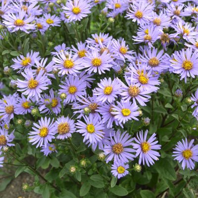 Aster amellus Axel Tallner, Brittsommaraster