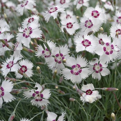 Dianthus plumarius Marieberg, Fjädernejlika, C11cm
