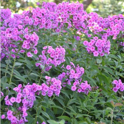 Phlox paniculata Morfar Albert, Höstflox, SQ1