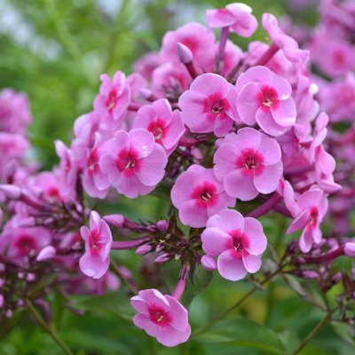 Phlox paniculata Morfar Albert, Höstflox, SQ1