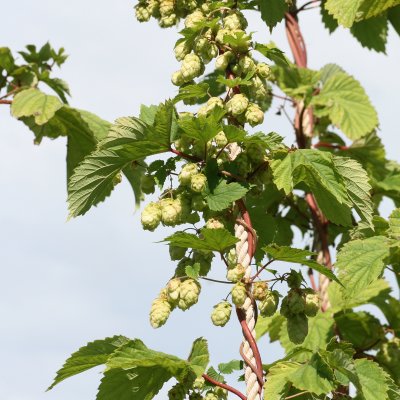 Humulus lupulus Näs, Humle, C2