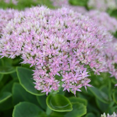 Hylotelephium spectabile Granlunda, Kinesisk Kärleksört