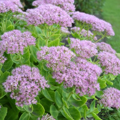 Hylotelephium spectabile Granlunda, Kinesisk Kärleksört