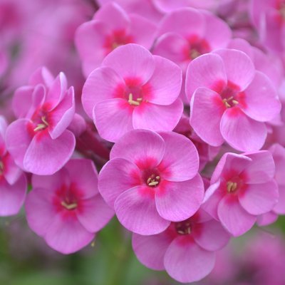 Phlox paniculata Morfar Albert, Höstflox, SQ1