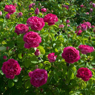 Rosa bourbon Pipar Hans