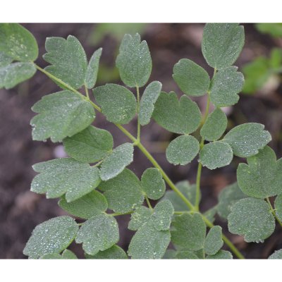 Thalictrum minus Rospiggen, Stor Kustruta, SQ1