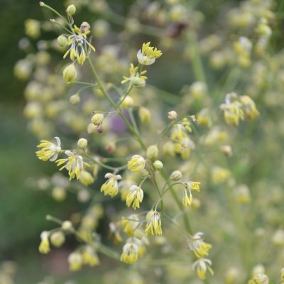 Thalictrum minus Rospiggen, Stor Kustruta, SQ1
