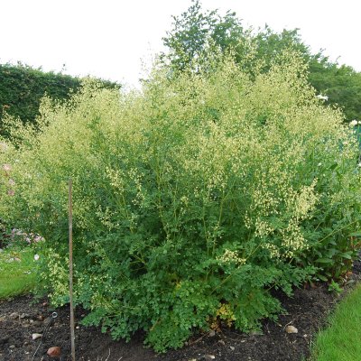 Thalictrum minus Rospiggen, Stor Kustruta, SQ1