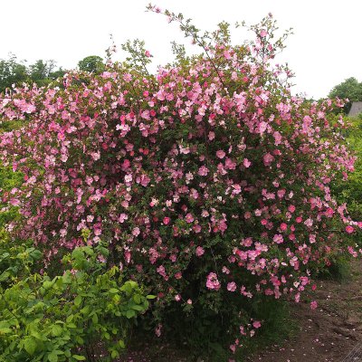 spinosissima Professor Fagerlind, Spinosissimaros