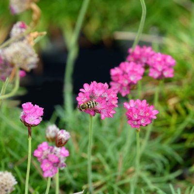 Armeria maritima Abbey Rose
