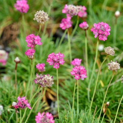 Armeria maritima Abbey Rose