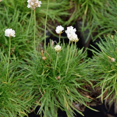 Armeria maritima Abbey White
