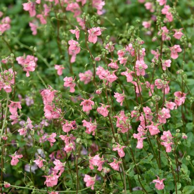 Diascia anastrepta Sani, Nataltvillingsporre, P9cm