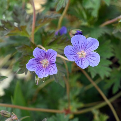 Geranium himalayense Kaya ®