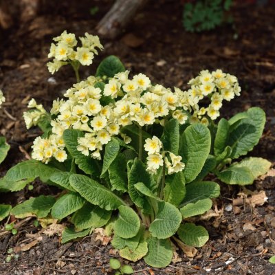 Primula vulgaris Rut, Jordviva, P9cm