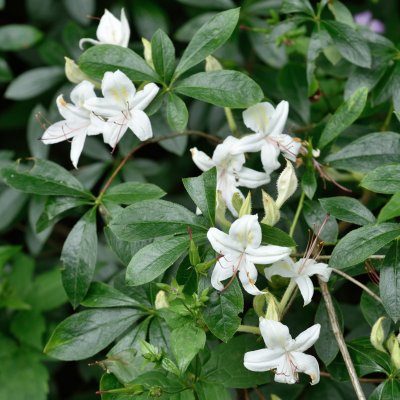 Rhododendron viscosa Westons Innocence, Sommar Azalea, 40-50 C5