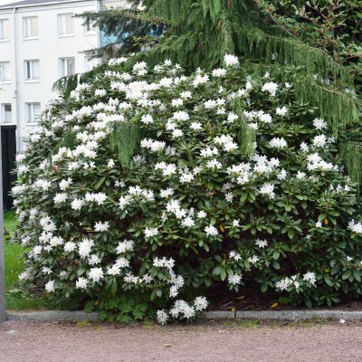 Rhododendron cauca. Cunningham´s White - Inkarho, Parkrododendron Inkarho, 30-40 C5