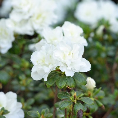Rhododendron japonica Schneeperle (Hachschnee), Japansk Azalea, 20-25 C2