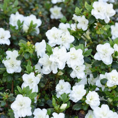 Rhododendron japonica Schneeperle (Hachschnee), Japansk Azalea, 20-25 C2