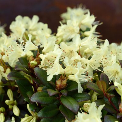 Rhododendron keiskei Princess Anne, Dvärgrododendron